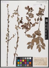 Foto von Salix aurita L.